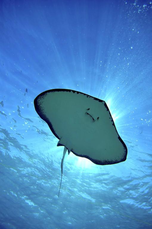 Bohio Dive Resort Cockburn Town Esterno foto